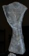 Six Foot Mounted Diplodocus Dinosaur Leg - Colorado #56366-6